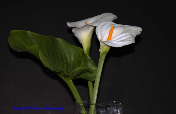 Flowers 009ps copy