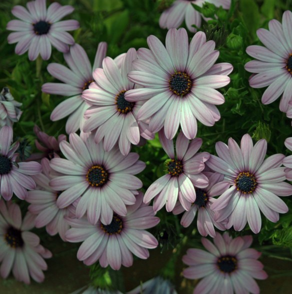 Nature 424ps