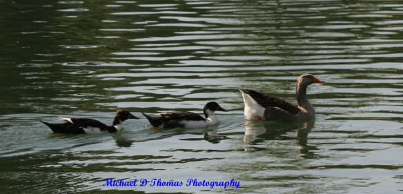 The Duck Family