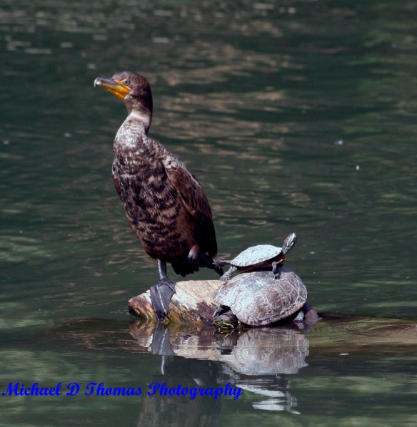 Duck and a Turtle at Golden Springs Park, Chino Hills, CA.