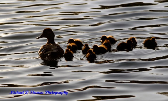 Duck Family Stroll