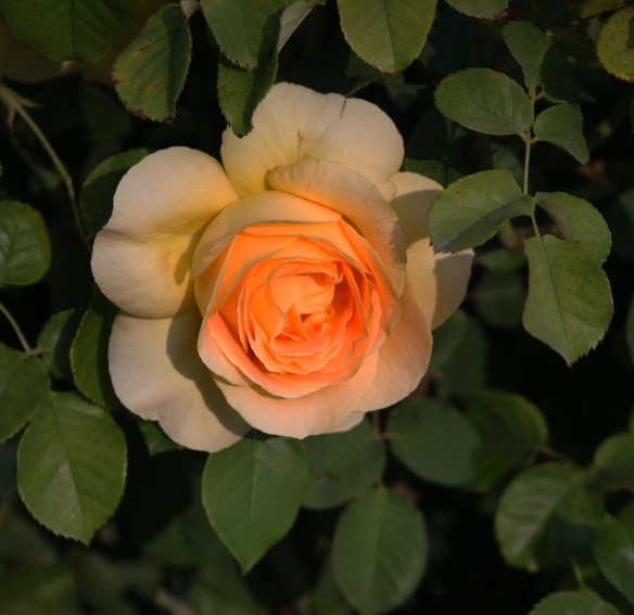 Opra Rose