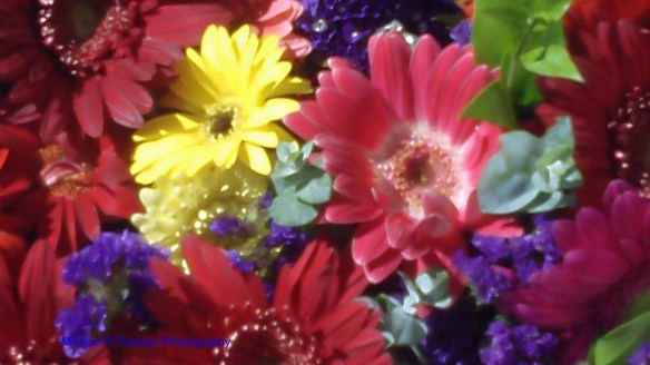 flowers2 009psn