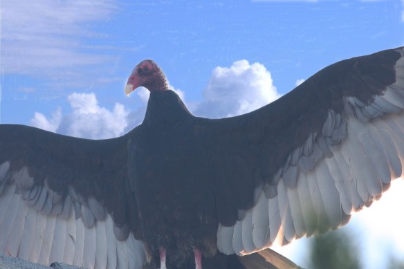 Hawks in the backyard 023_pspeVulture