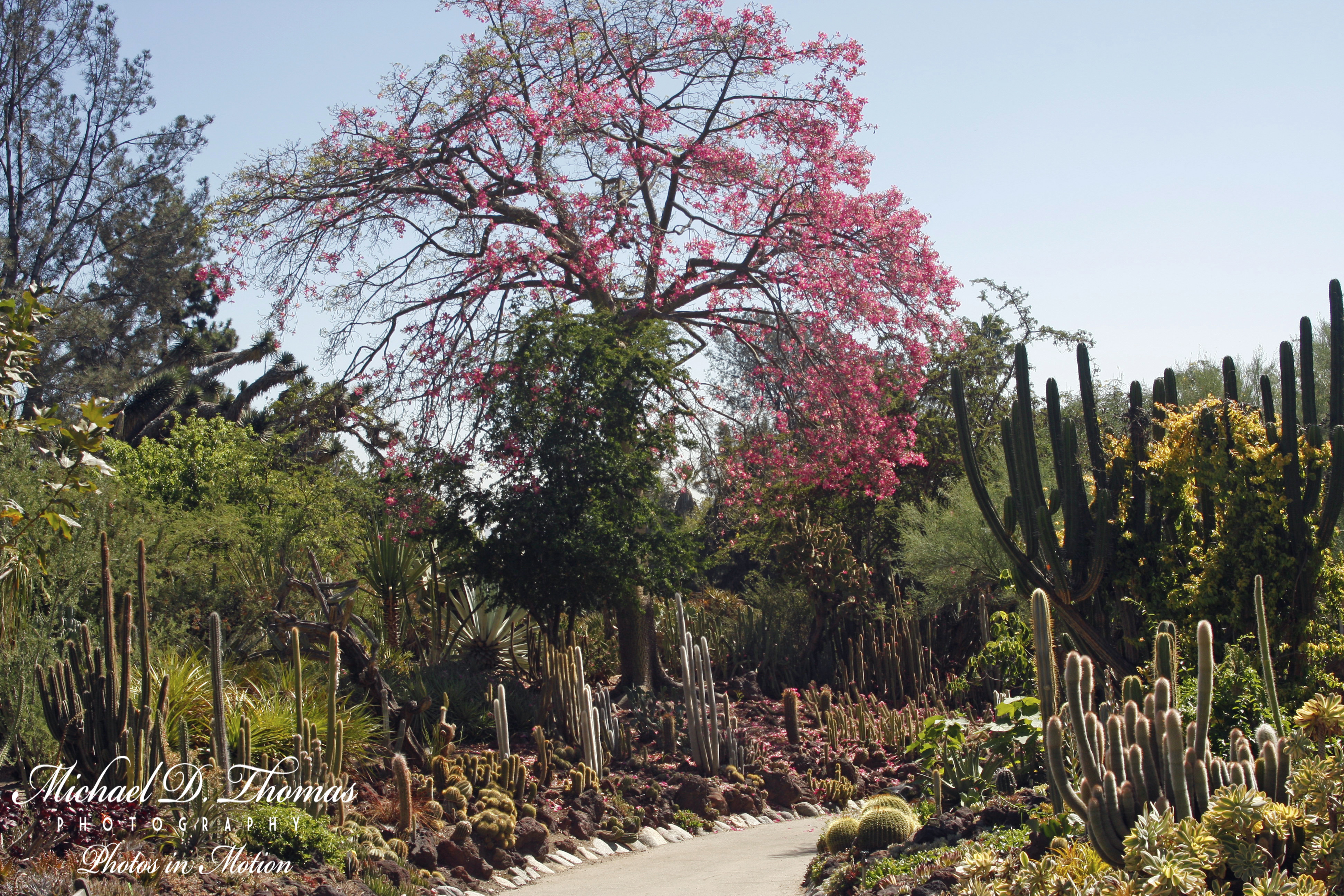 Huntington 341 ps Cactus A