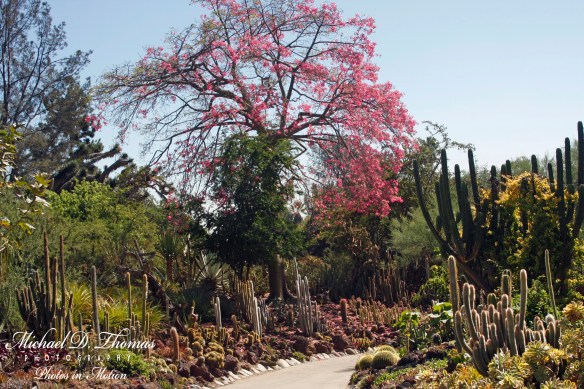 Huntington 341 ps Cactus A