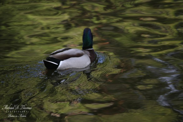 G S Park 019 WP